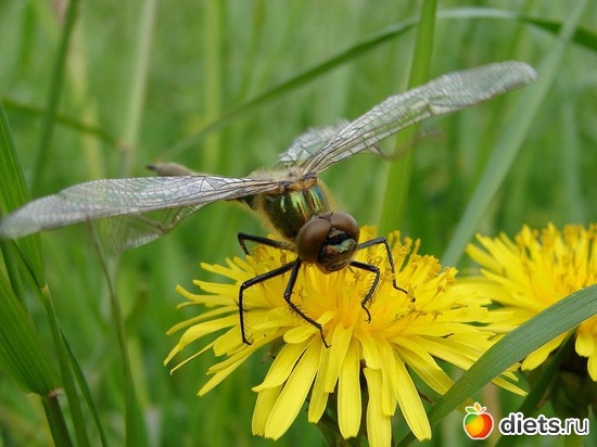 10 фото: dragonfly •