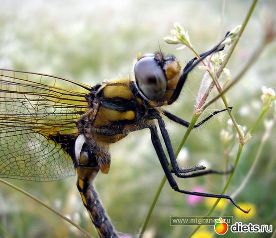 12 фото: dragonfly •