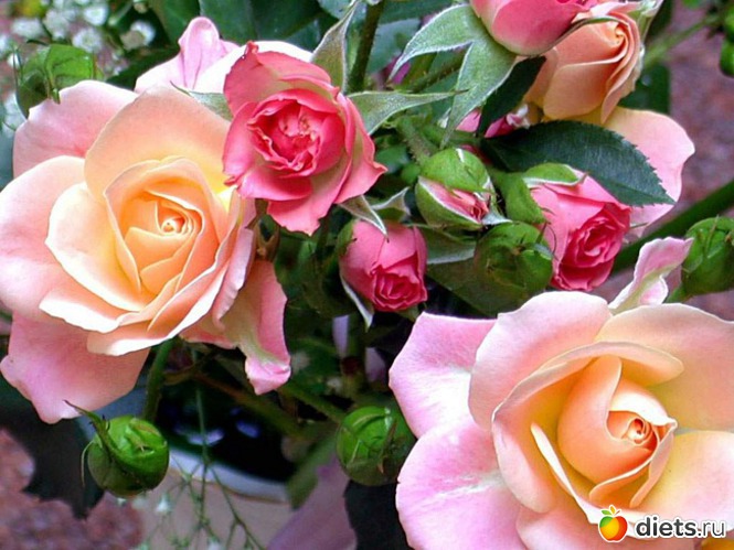 26 фото: пейзажи и цветы