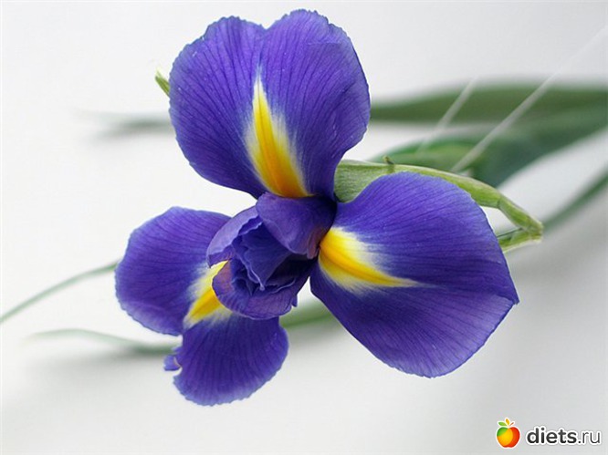 1 фото: iris •