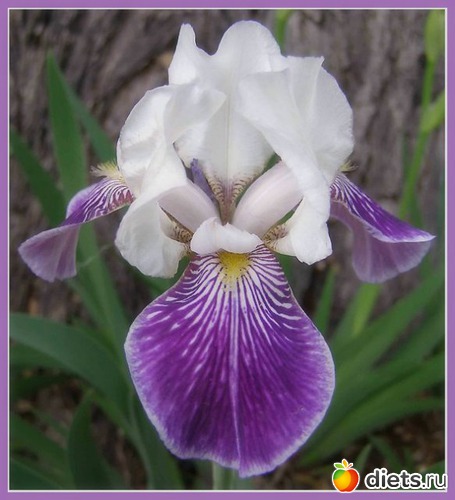 2 фото: iris •