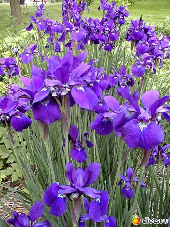 16 фото: iris •