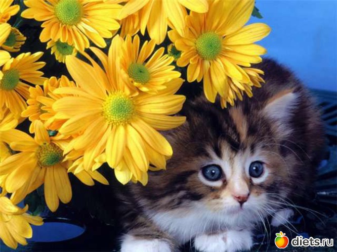 29 фото: cats •