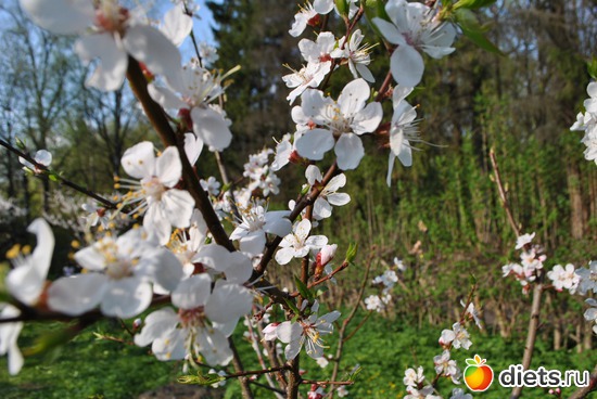 Цветущая сакура, альбом: Встреча с девочками сайта 10.05