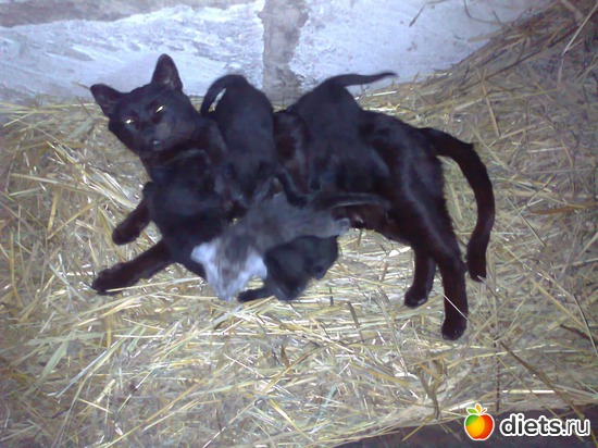 ��� ���������. �����-������� � 5 �����-�����))), ������: ��� �������))