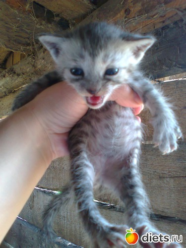 ��� ������. ����� �� ���� � �������� �����)), ������: ��� �������))