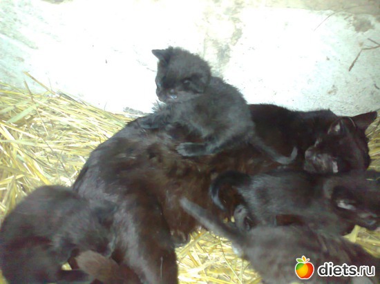 �� ������� ����� ��� ���� ������� ���))) �� ���� ����� ����� ����������)))), ������: ��� �������))