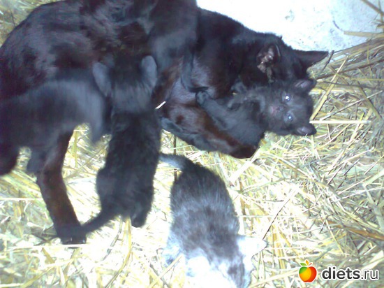 ��� ����....���� ����� ��������..))), ������: ��� �������))