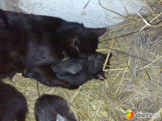 ��� ���������)), ������: ��� �������))