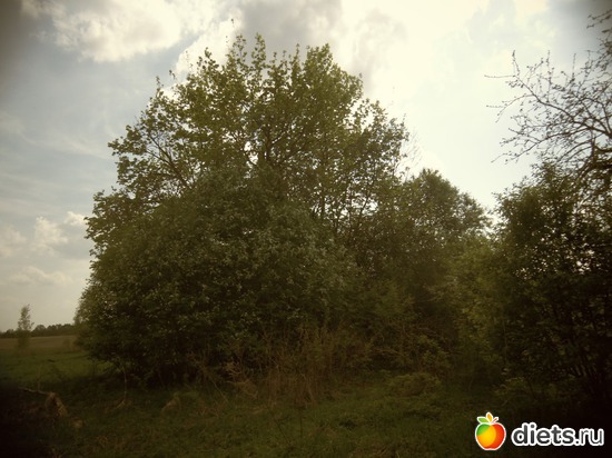 19 ����: ������� 12.05.2013.