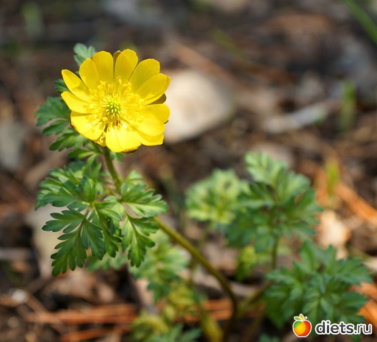 ������, ������: ����� � ����-�������� ����!