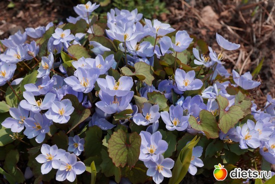 ������������, ������: ����� � ����-�������� ����!