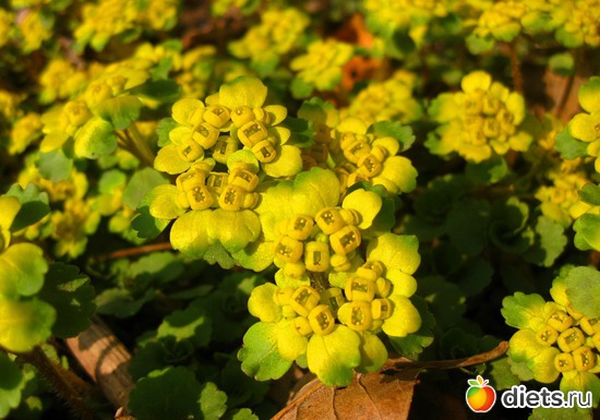 ������������, ������: ����� � ����-�������� ����!