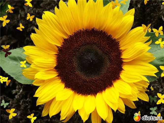 1 фото: sunflowers •