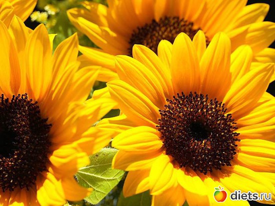4 фото: sunflowers •
