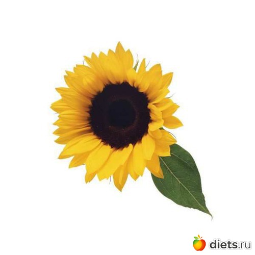 6 фото: sunflowers •