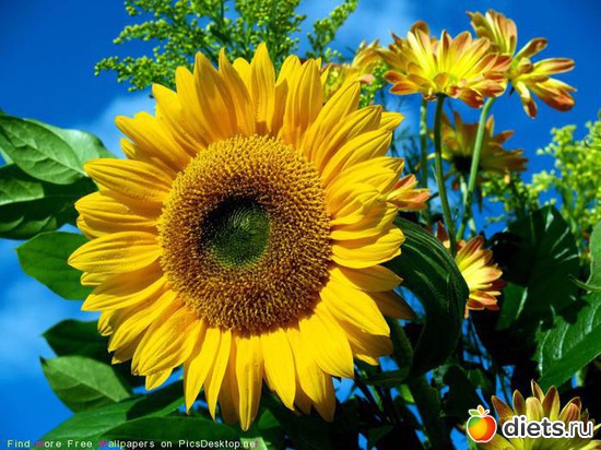 10 фото: sunflowers •