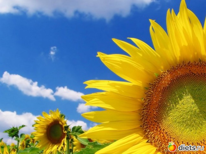 13 фото: sunflowers •