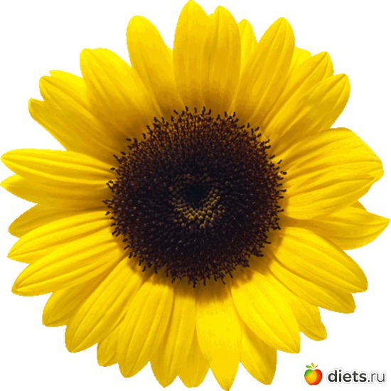 14 фото: sunflowers •