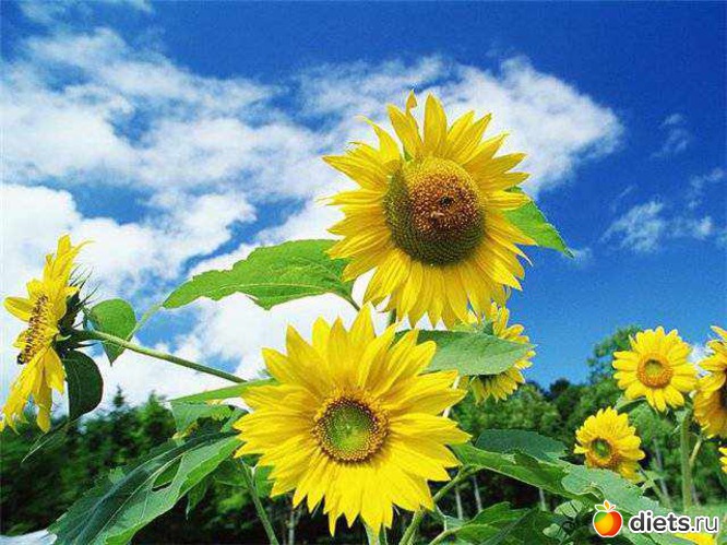 15 фото: sunflowers •