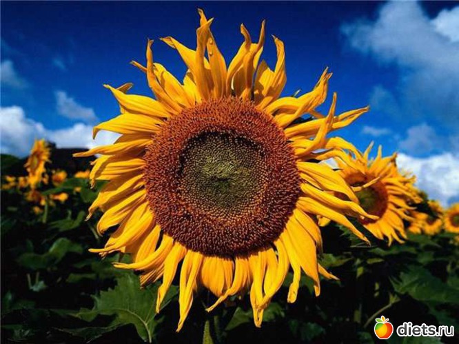 16 фото: sunflowers •