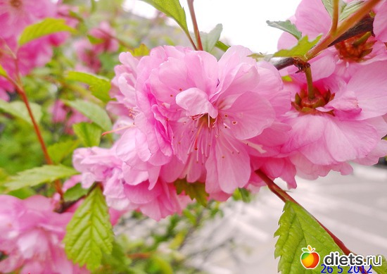 ������ (���������), ������: ����� � ����-�������� ����!