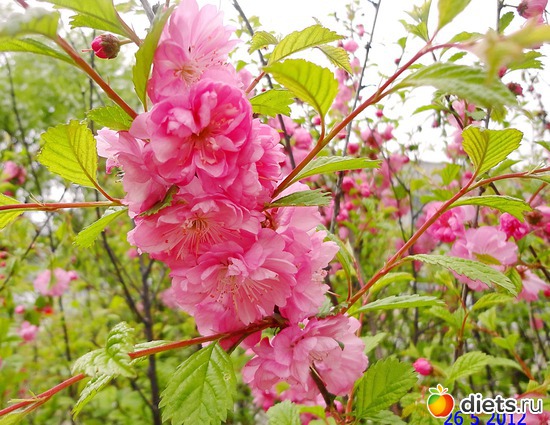 ������ (���������), ������: ����� � ����-�������� ����!