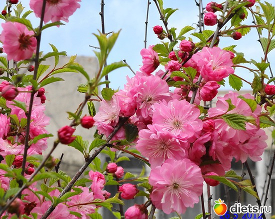 ������ (���������), ������: ����� � ����-�������� ����!