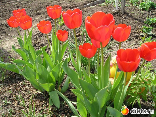 Тюльпаны, альбом: Дачные радости