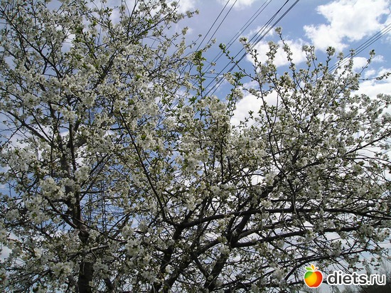 Черешня в цвету, альбом: Дачные радости