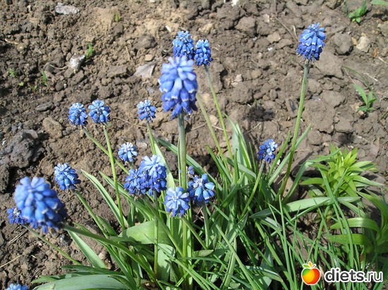 Первоцветы, альбом: Дачные радости