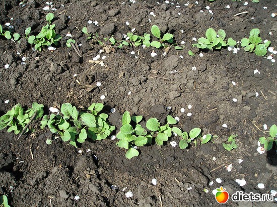 Редис, альбом: Дачные радости