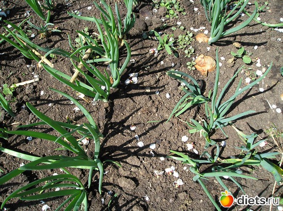 Лучок, альбом: Дачные радости