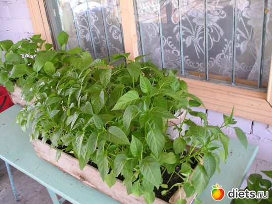 Рассада перчека., альбом: Дачные радости