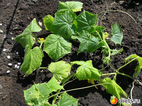 А огурчики уже цветут, альбом: Дачные радости