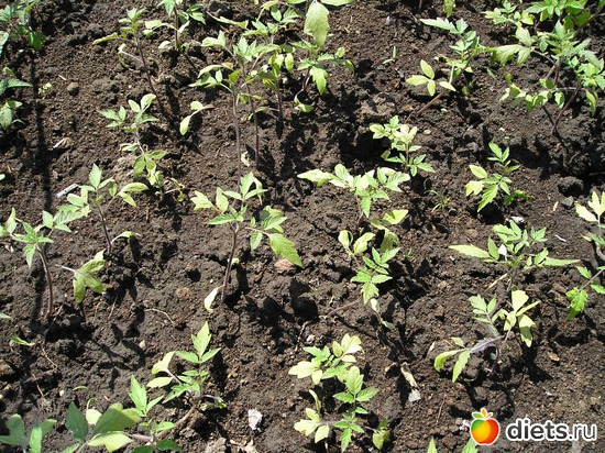 Помидорки тянутся к солнцу, альбом: Дачные радости