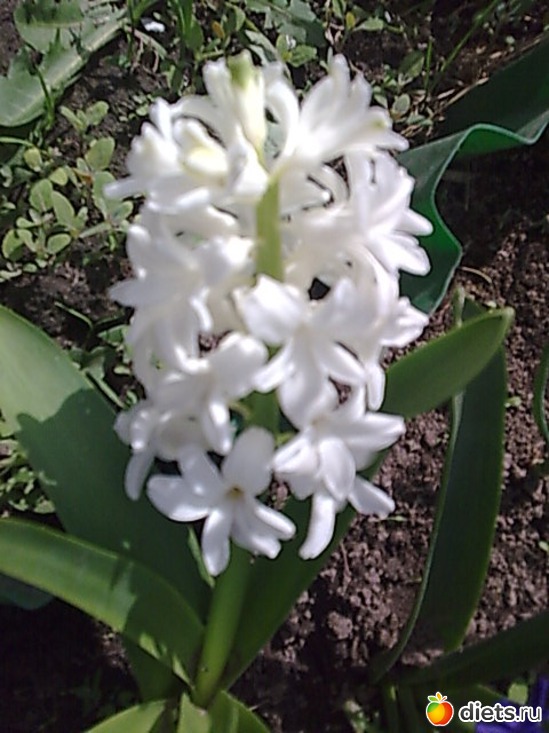 Гиацинт, альбом: Цветы в огороде