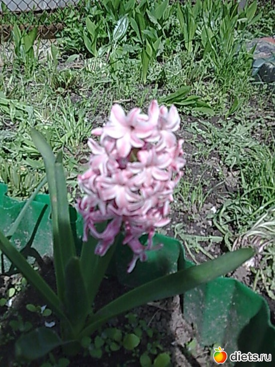 Гиацинт, альбом: Цветы в огороде