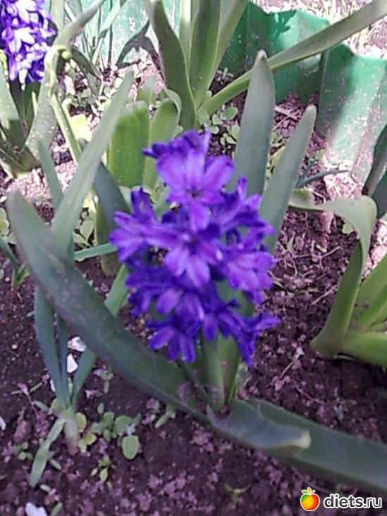 Гиацинт, альбом: Цветы в огороде