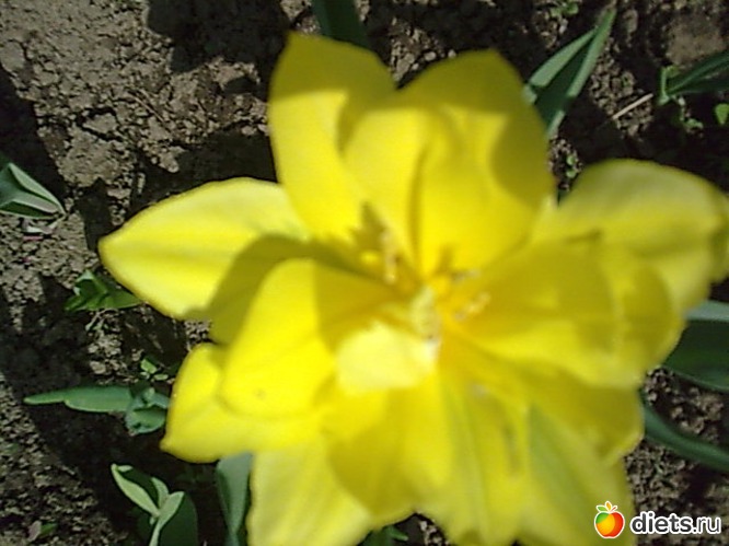 Тюльпан, альбом: Цветы в огороде