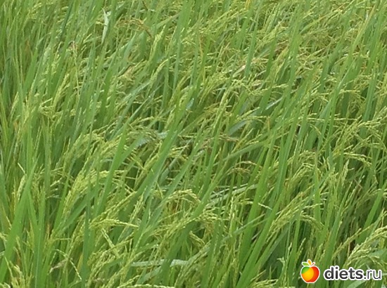 А это рисовое поле, альбом: Вьетнам