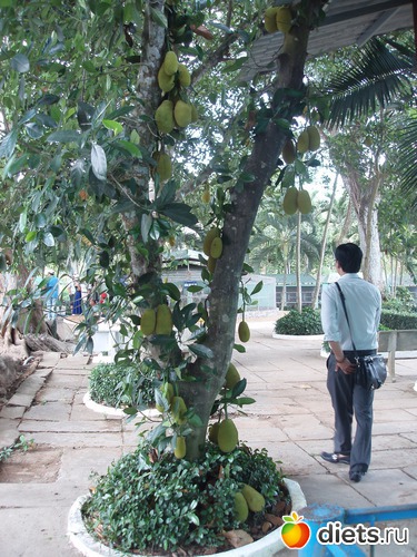 Дерево с плодами Джекфрут, альбом: Вьетнам