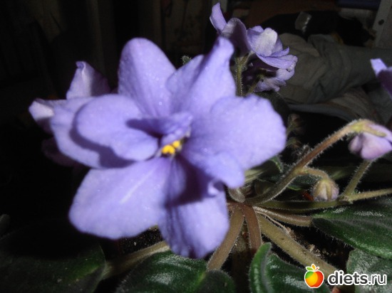 голубой, альбом: хобби