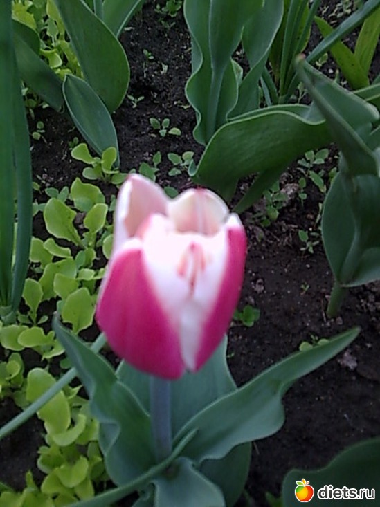 Тюльпан, альбом: Цветы в огороде