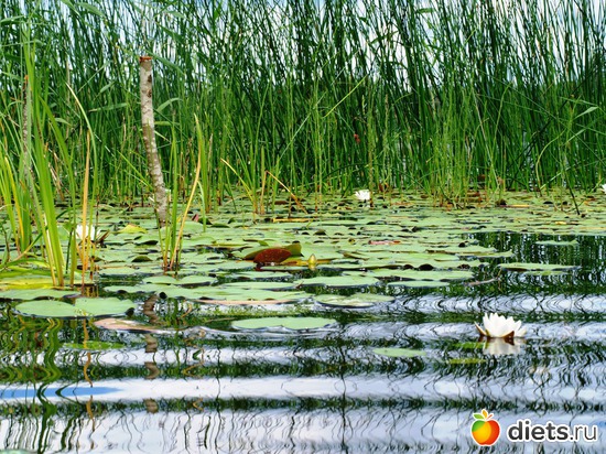 1 ����: �������