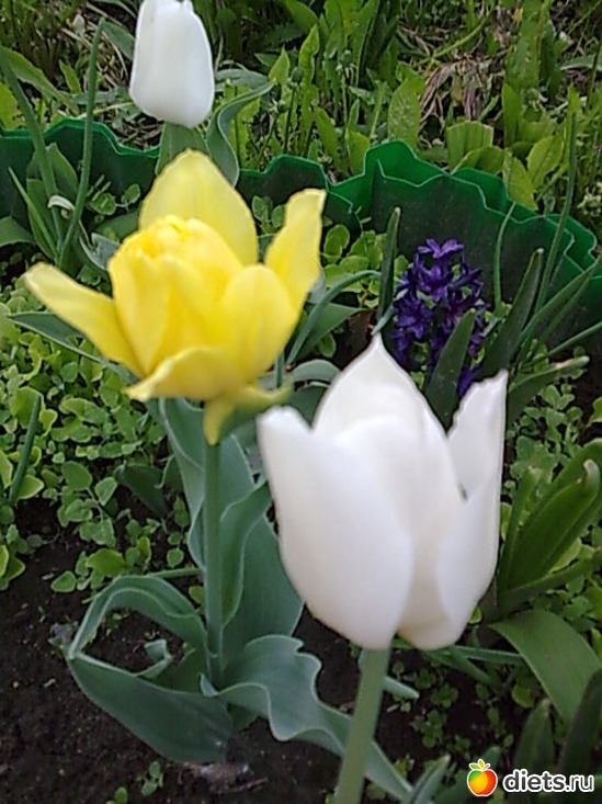 �������, ������: ����� � �������