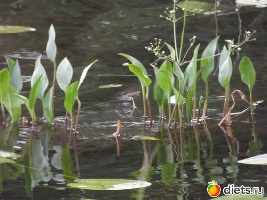 6 ����: �������