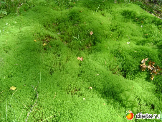 8 ����: �������