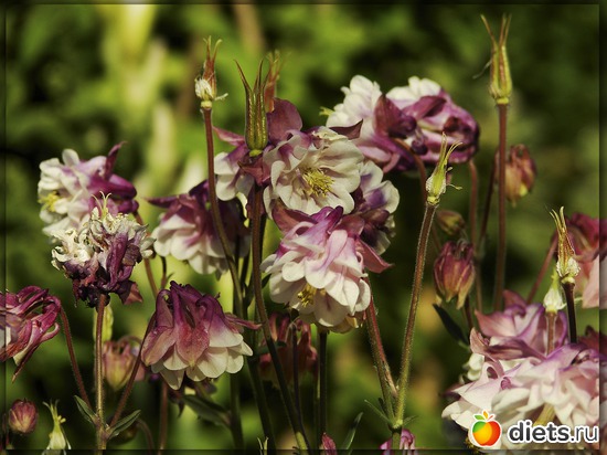 35 фото: Мой любимый сад