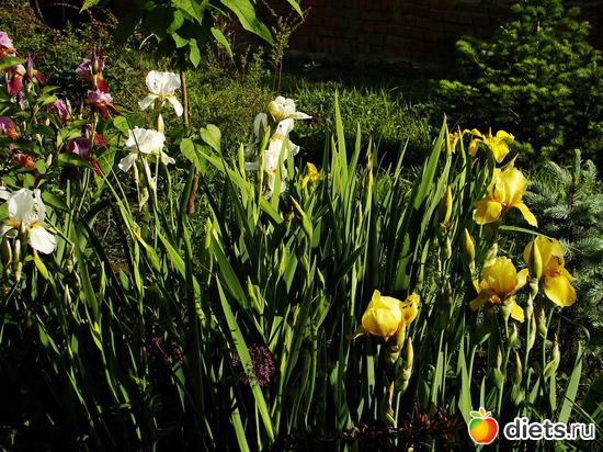 37 фото: Мой любимый сад